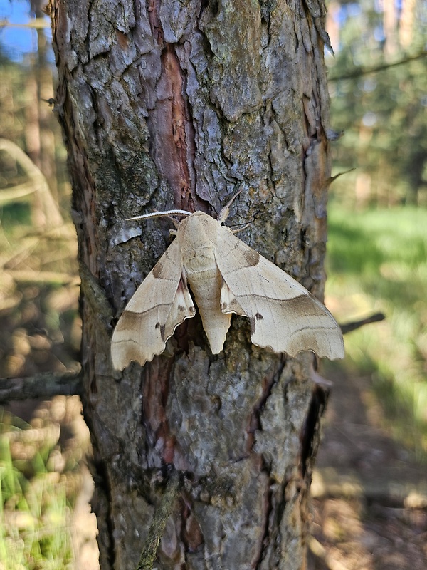 lišaj dubový Marumba quercus