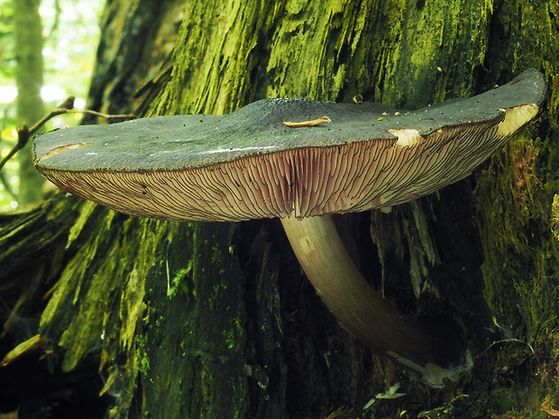 štítovka čiernolupeňová Pluteus atromarginatus (Konrad) Kühner