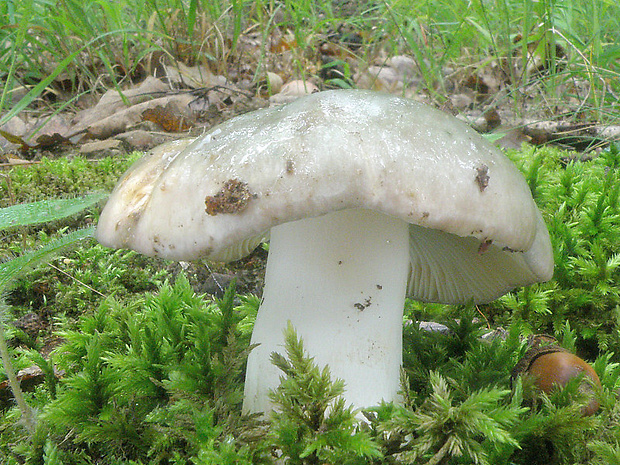 plávka modrastá Russula cyanoxantha (Schaeff.) Fr.