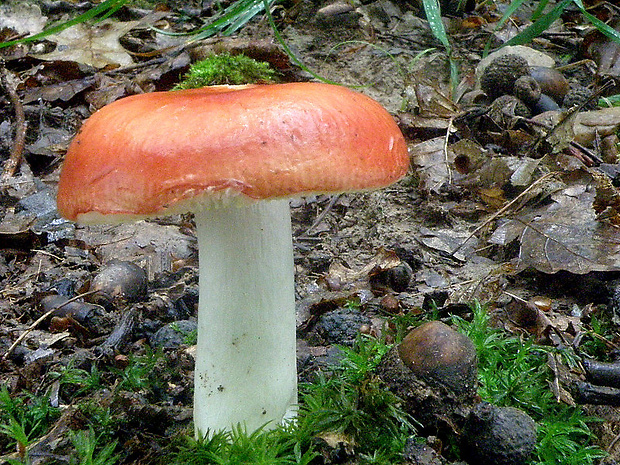 plávka Russula sp.