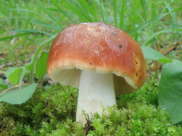 plávka Russula sp.