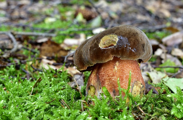 hríb zrnitohlúbikový Sutorius luridiformis (Rostk.) G. Wu & Zhu L. Yang