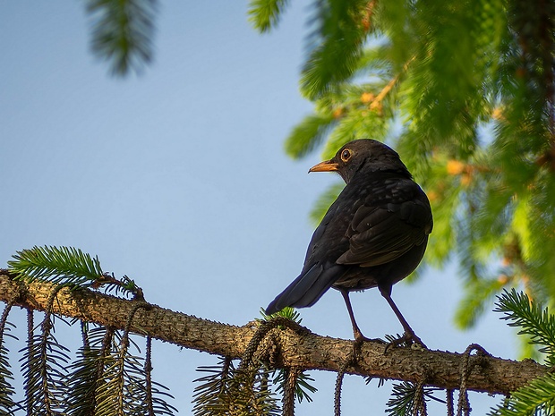 drozd čierny Turdus merula