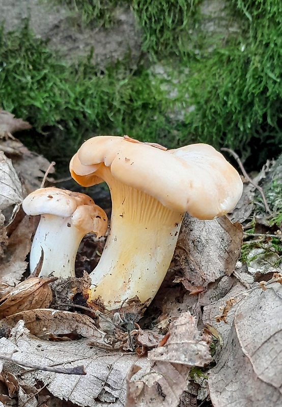 kuriatko jedlé Cantharellus cibarius Fr.