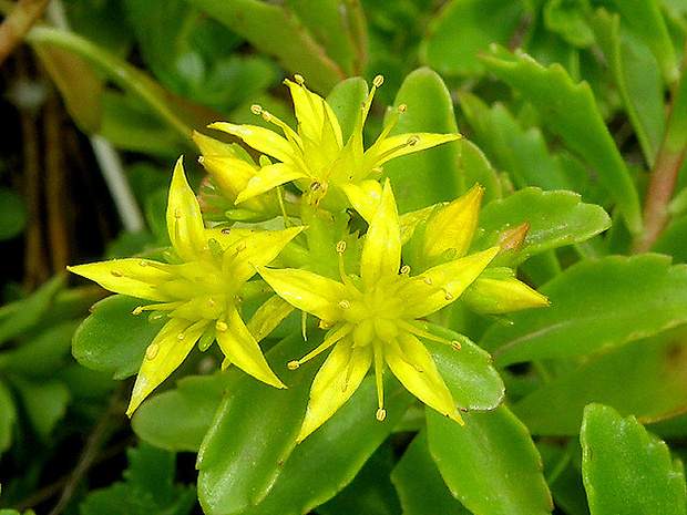 aizopsis hybridný Aizopsis hybrida (L.) Grulich