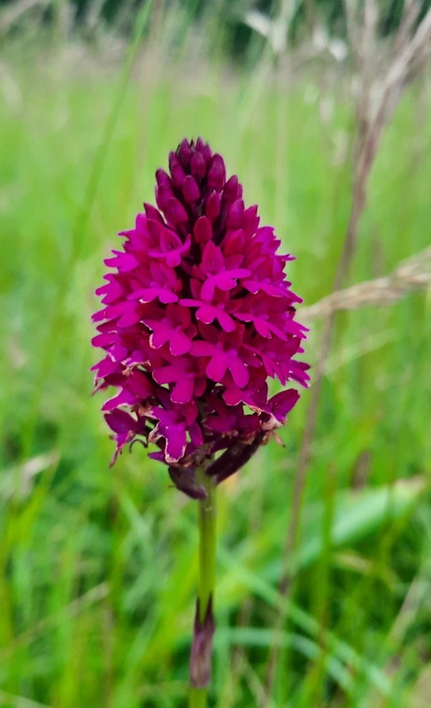 červenohlav ihlanovitý Anacamptis pyramidalis (L.) Rich