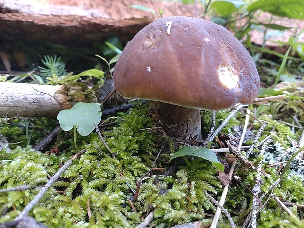 hríb smrekový Boletus edulis Bull.