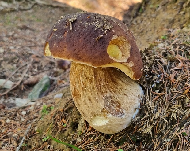 hríb smrekový Boletus edulis Bull.