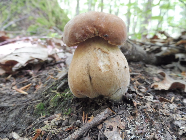 hríb dubový Boletus reticulatus Schaeff.