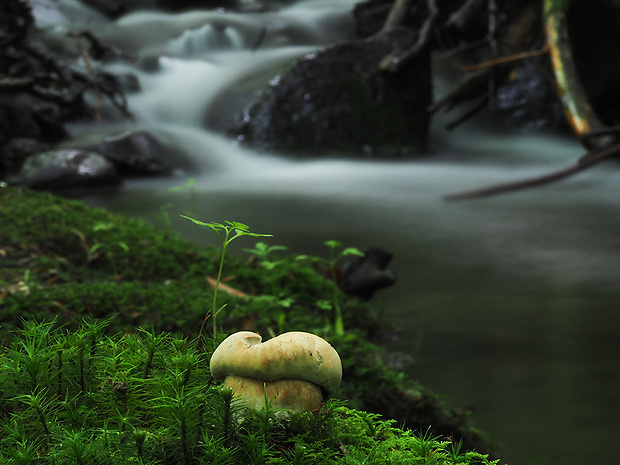 hríb dubový Boletus reticulatus Schaeff.