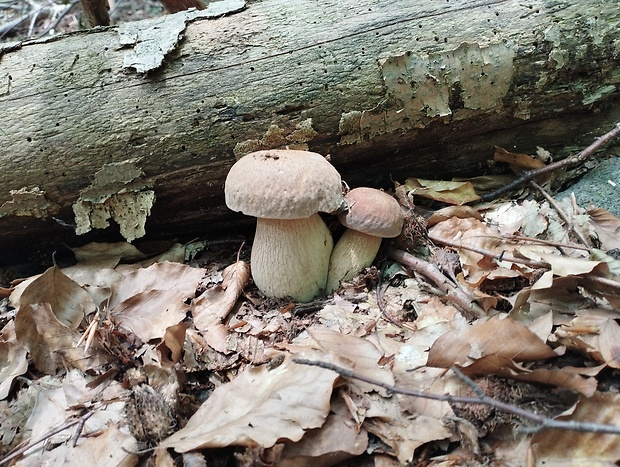 hríb dubový Boletus reticulatus Schaeff.