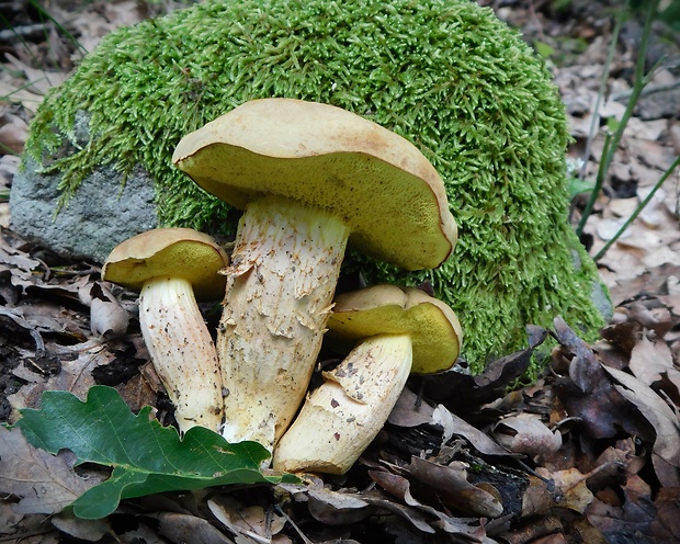 suchohríb plstnatý Boletus subtomentosus L.