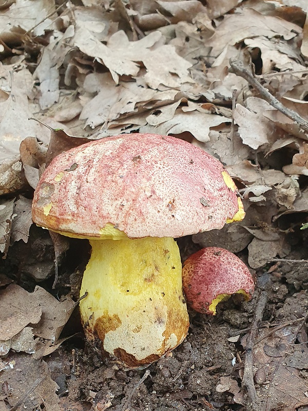 hríb kráľovský Butyriboletus regius (Krombh.) D. Arora & J.L. Frank