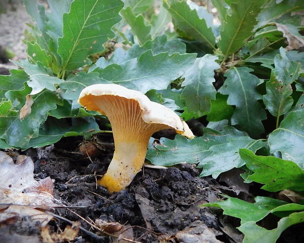 kuriatko bledé Cantharellus pallens Pilát