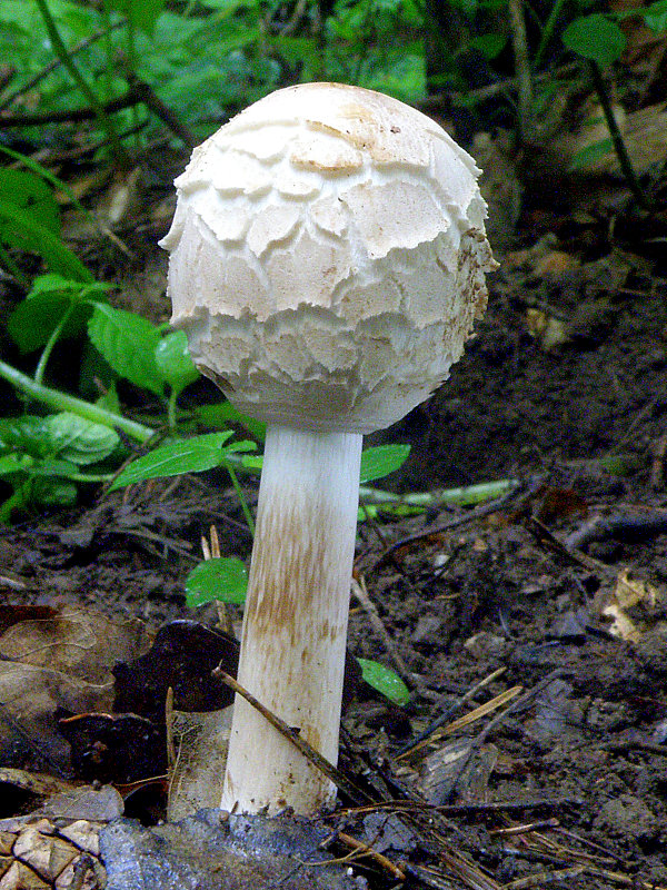 bedľa červenejúca Chlorophyllum rachodes (Vittad.) Vellinga