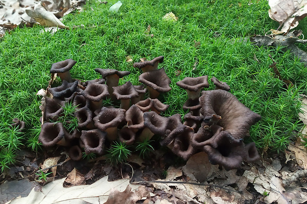 lievik trúbkovitý Craterellus cornucopioides (L.) Pers.