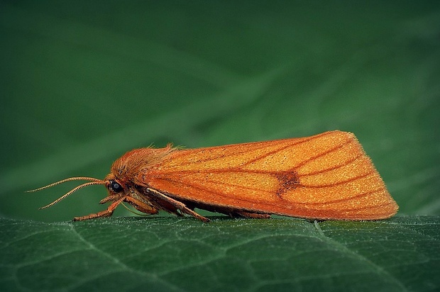 spriadač chrastavcový (sk) / přástevník chrastavcový (cz) Diacrisia sannio (Linnaeus, 1758)