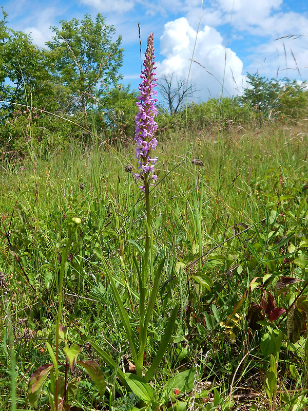 päťprstnica hustokvetá Gymnadenia densiflora (Wahlenb.) A. Dietr.