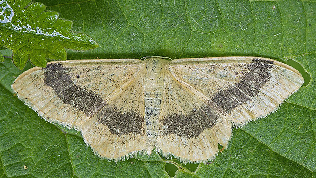 piadica kručinková Idaea aversata (Linnaeus, 1758)