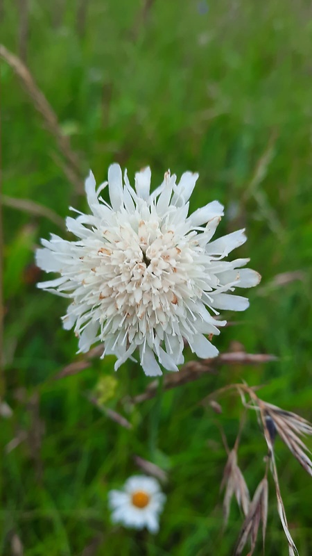 chrastavec kitaibelov Knautia kitaibelii (Schult.) Borbás