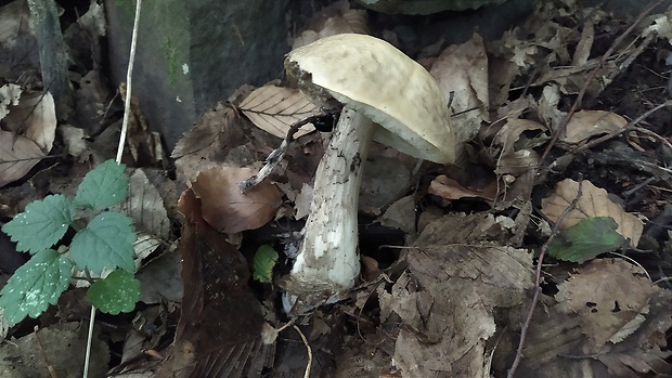 kozák hrabový Leccinum pseudoscabrum (Kallenb.) Šutara