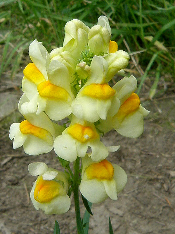 pyštek obyčajný Linaria vulgaris Mill.