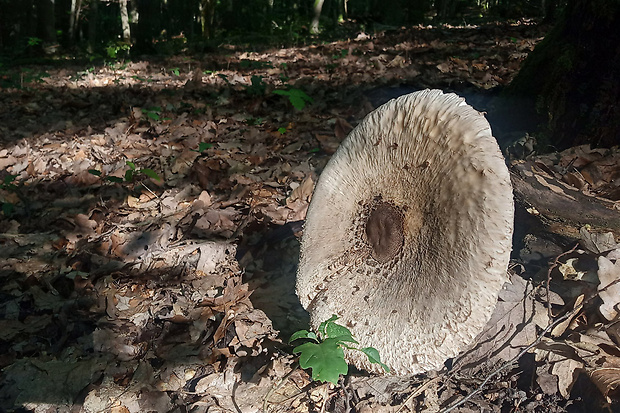 bedľa vysoká Macrolepiota procera (Scop.) Singer