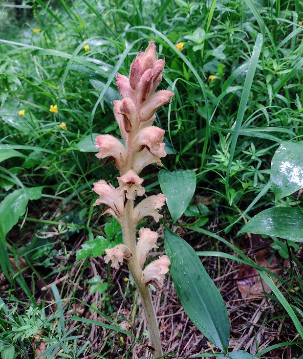 záraza obyčajná Orobanche caryophyllacea Sm.