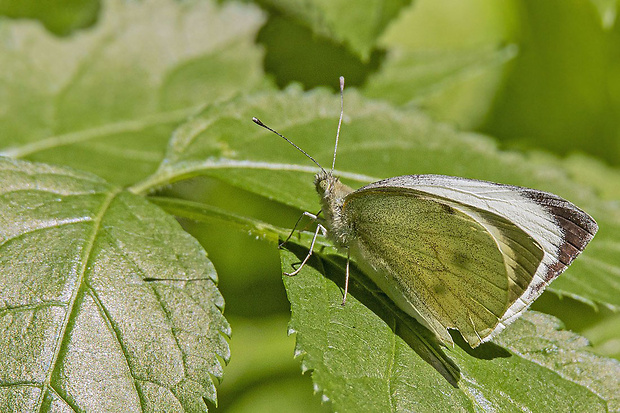 mlynárik kapustový Pieris brassicae Linnaeus, 1758