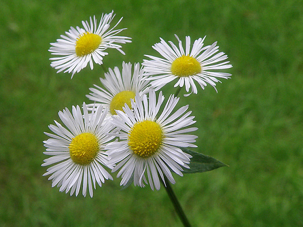 hviezdnik ročný Stenactis annua (L.) Nees