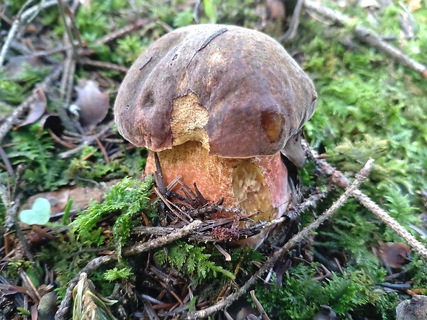 hríb zrnitohlúbikový Sutorius luridiformis (Rostk.) G. Wu & Zhu L. Yang