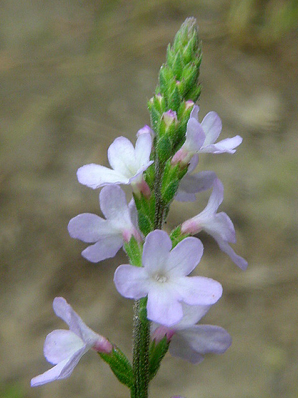 železník lekársky Verbena officinalis L.