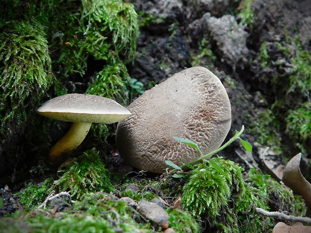 suchohríb Xerocomus sp.