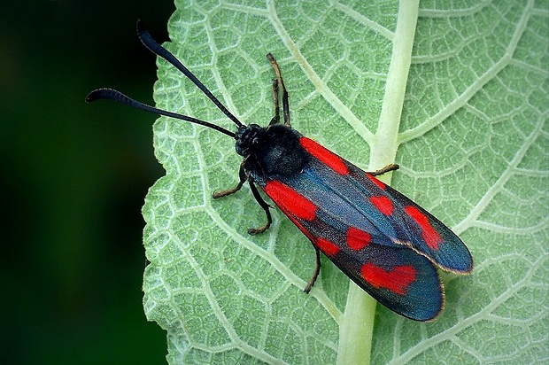 vretienka kozincová (sk) / vřetenuška kozincová (cz) Zygaena loti (Denis & Schiffermüller, 1775)