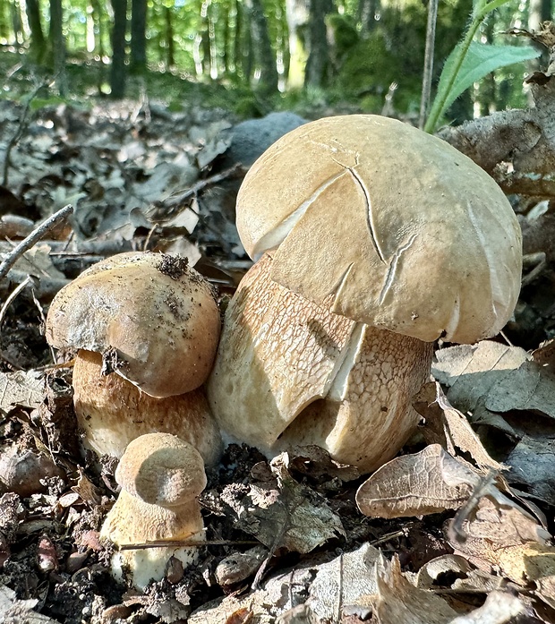 hríb dubový Boletus reticulatus Schaeff.