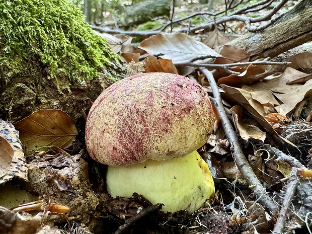 hríb kráľovský Butyriboletus regius (Krombh.) D. Arora & J.L. Frank