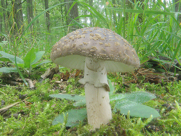 muchotrávka hrubá Amanita excelsa (Fr.) Bertill.