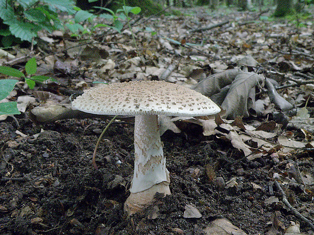 muchotrávka červenkastá Amanita rubescens Pers.