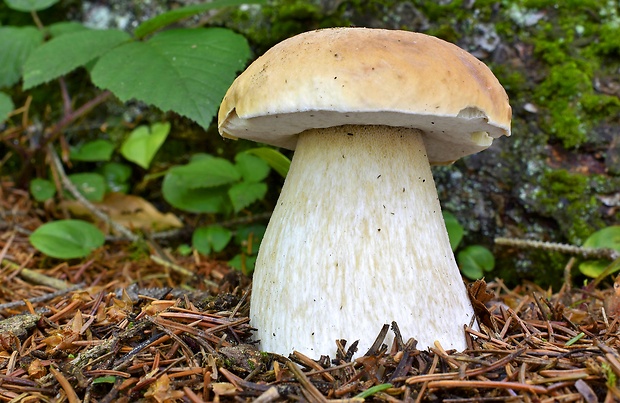 hríb smrekový Boletus edulis Bull.