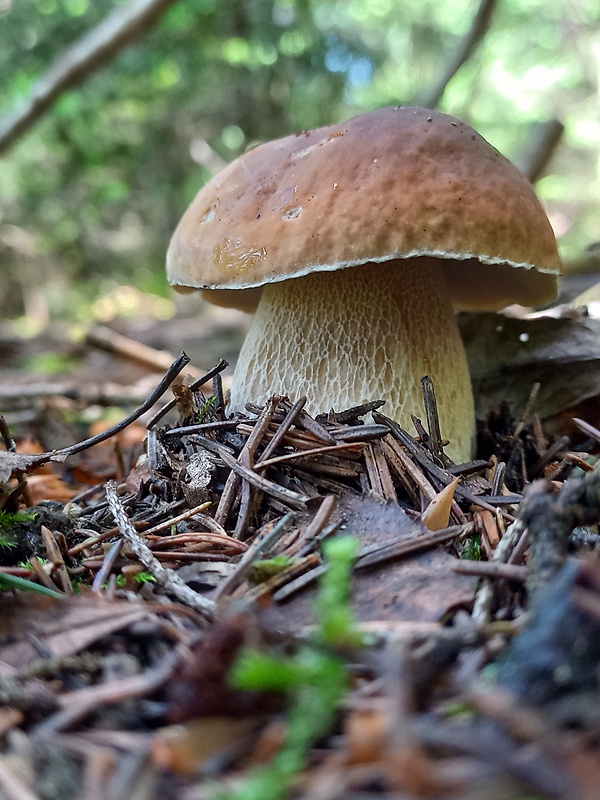 hríb smrekový Boletus edulis Bull.