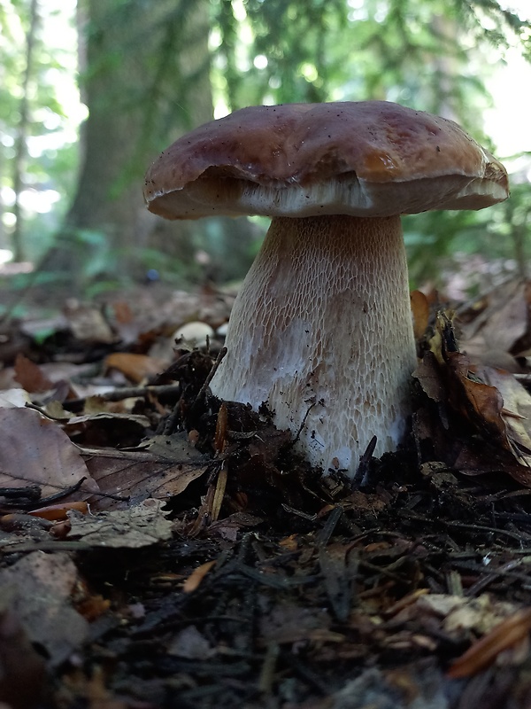 hríb smrekový Boletus edulis Bull.