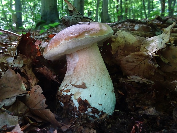 hríb smrekový Boletus edulis Bull.