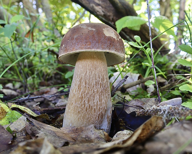 hríb dubový Boletus reticulatus Schaeff.