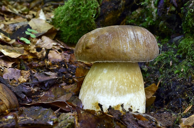 hríb dubový Boletus reticulatus Schaeff.