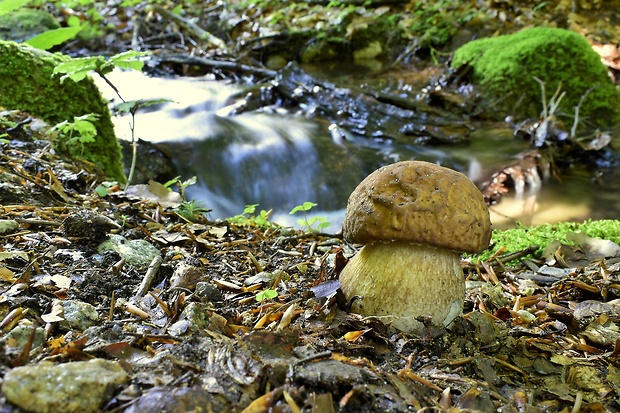 hríb dubový Boletus reticulatus Schaeff.