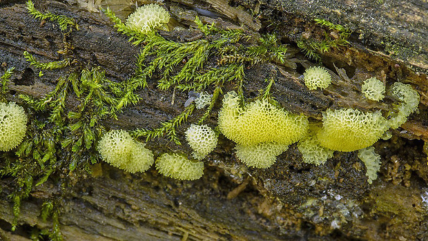 rohačka kríčkovitá v. pórovitá Ceratiomyxa fruticulosa var. porioides