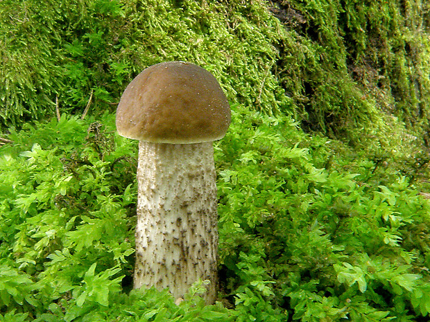 kozák hrabový Leccinum pseudoscabrum (Kallenb.) Šutara