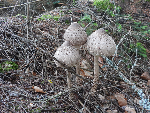 bedľa vysoká Macrolepiota procera (Scop.) Singer