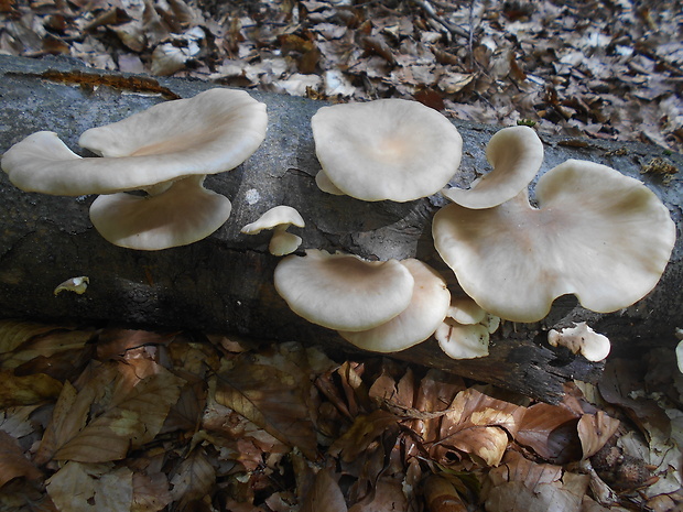 hliva buková Pleurotus pulmonarius (Fr.) Quél.