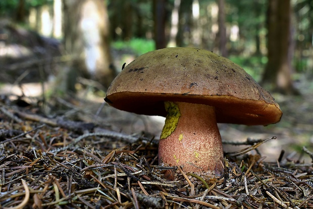 hríb zrnitohlúbikový Sutorius luridiformis (Rostk.) G. Wu & Zhu L. Yang